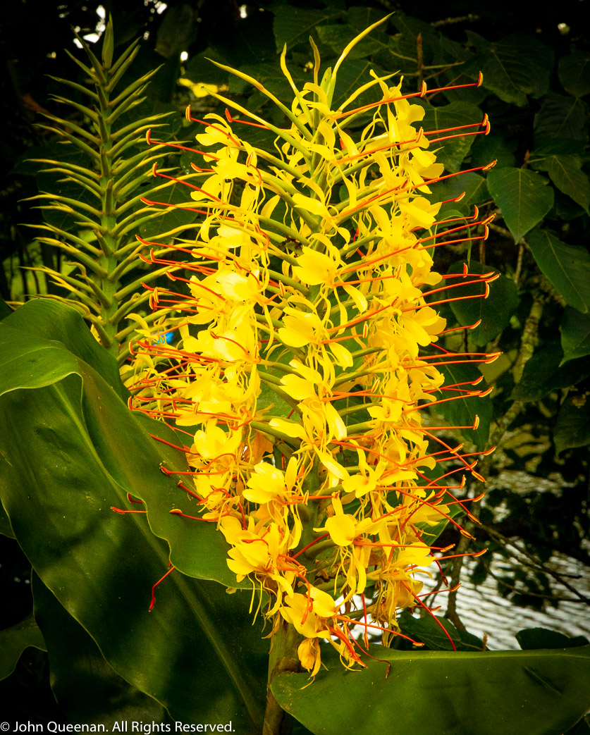 Forest Flower, South Africa 2024