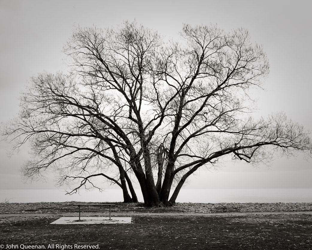Tree with Bench, Oakville, Canada. 2007