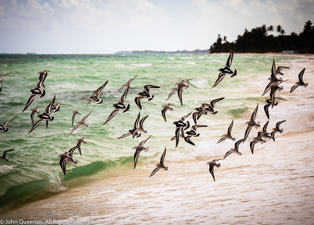 Beach Birds, Bahamas 2019