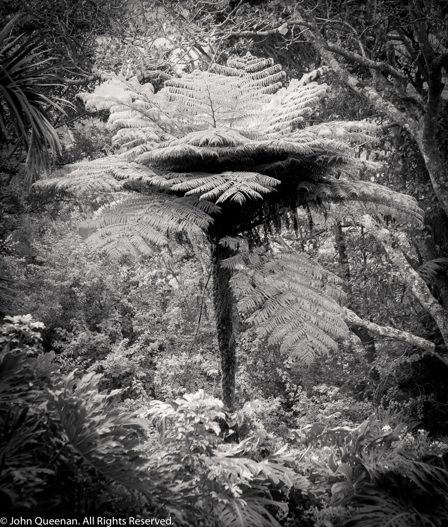 Tree Fern, South Africa 2024
