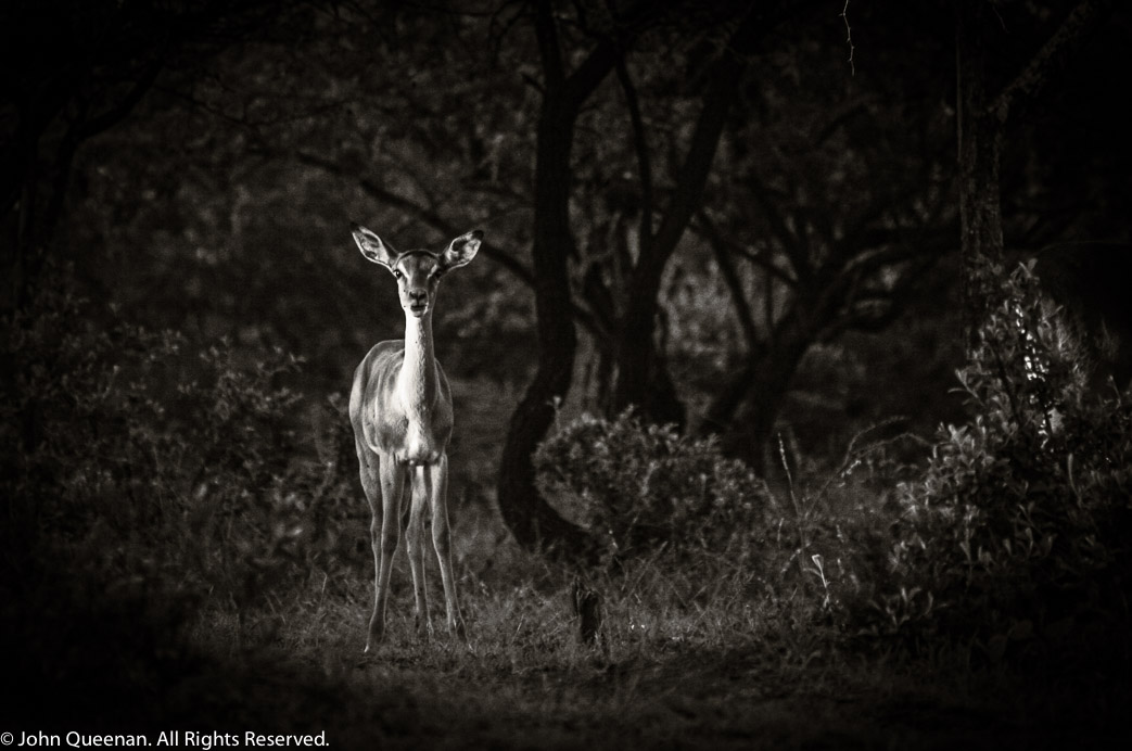 Impala, South Africa 2005