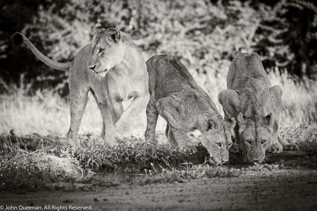 Thirsty Lions, Umfolozi, South Africa, 2005