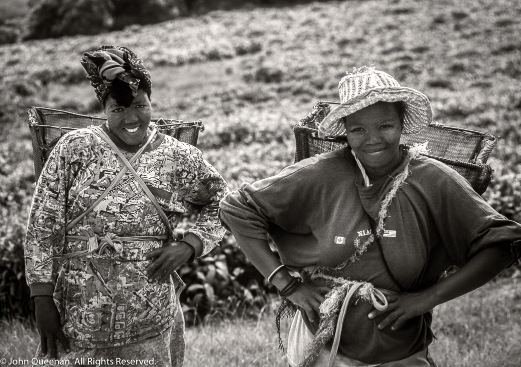 Tea Pickers, South Africa, 2002