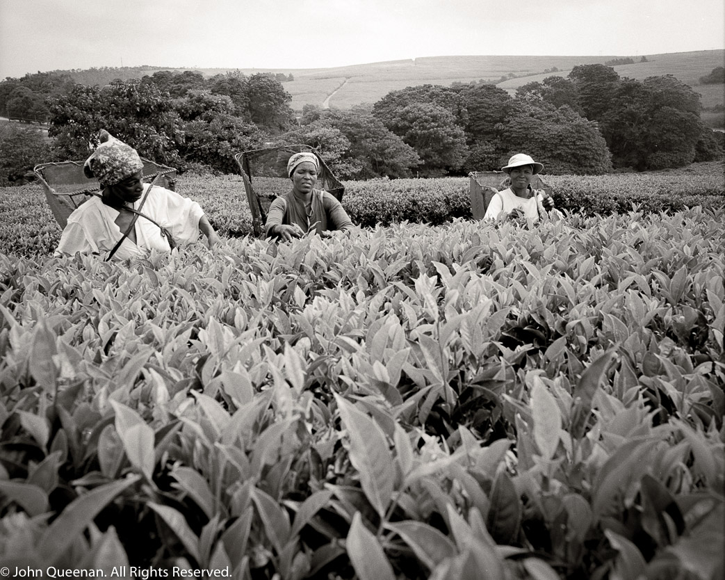 Tea Pickers, South Africa, 2002.